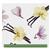 Air Wick Botanica Autospray Starter Kit Vanilla & Himalayan Magnolia 224ml
